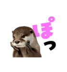 動く！デカ文字カワウソ（個別スタンプ：1）