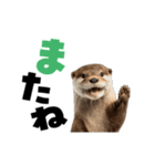 動く！デカ文字カワウソ（個別スタンプ：6）