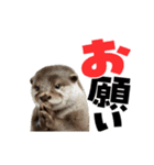 動く！デカ文字カワウソ（個別スタンプ：10）
