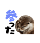 動く！デカ文字カワウソ（個別スタンプ：11）