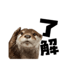 動く！デカ文字カワウソ（個別スタンプ：17）