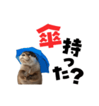 動く！デカ文字カワウソ（個別スタンプ：21）