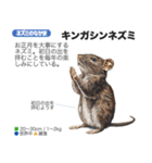 架空動物図鑑(あけおめVer)再編集版（個別スタンプ：7）