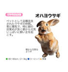 架空動物図鑑(あけおめVer)再編集版（個別スタンプ：14）