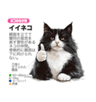 架空動物図鑑(あけおめVer)再編集版（個別スタンプ：17）