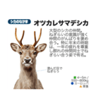 架空動物図鑑(あけおめVer)再編集版（個別スタンプ：18）