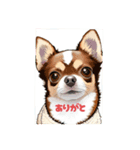 わが家のチビたち チワワ（個別スタンプ：4）