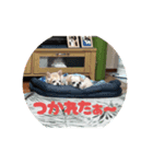 わが家のチビたち チワワ（個別スタンプ：7）