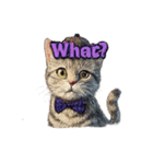 Cat Kitty 001（個別スタンプ：11）
