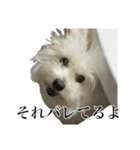 我が家のアイドル犬のハナちゃん（個別スタンプ：4）