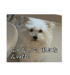 我が家のアイドル犬のハナちゃん（個別スタンプ：11）
