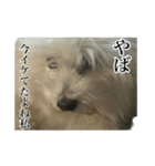 我が家のアイドル犬のハナちゃん（個別スタンプ：13）