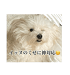 我が家のアイドル犬のハナちゃん（個別スタンプ：14）
