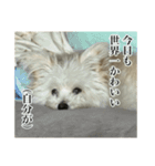 我が家のアイドル犬のハナちゃん（個別スタンプ：15）