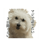 我が家のアイドル犬のハナちゃん（個別スタンプ：16）