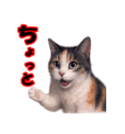 少しリアルな三毛猫の日常会話（個別スタンプ：4）