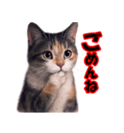 少しリアルな三毛猫の日常会話（個別スタンプ：5）