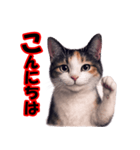 少しリアルな三毛猫の日常会話（個別スタンプ：8）
