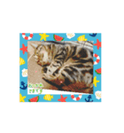 笑いのシャワーにゃん（個別スタンプ：1）