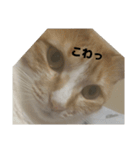 ぽっちゃおまり（個別スタンプ：1）