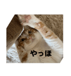 ぽっちゃおまり（個別スタンプ：4）