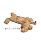 ビションプーのスタンプ(ルビーちゃんです)（個別スタンプ：1）