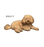 ビションプーのスタンプ(ルビーちゃんです)（個別スタンプ：3）