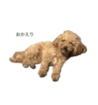 ビションプーのスタンプ(ルビーちゃんです)（個別スタンプ：8）