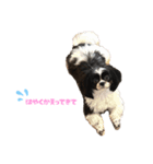 白黒シーズーもぷ（個別スタンプ：2）