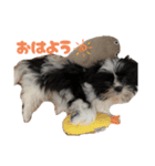 白黒シーズーもぷ（個別スタンプ：5）