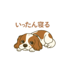 キャバリアレオのスタンプ（個別スタンプ：3）