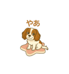 キャバリアレオのスタンプ（個別スタンプ：6）