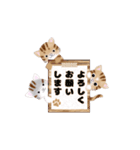 動く！我が家のニャンズ（個別スタンプ：1）