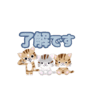 動く！我が家のニャンズ（個別スタンプ：2）