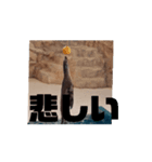 しかとあしか（個別スタンプ：1）