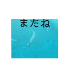 しかとあしか（個別スタンプ：3）