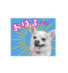 むさし師匠（個別スタンプ：1）