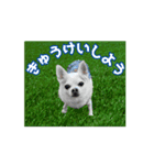むさし師匠（個別スタンプ：2）