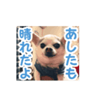 むさし師匠（個別スタンプ：3）