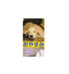 鬼カワダックスココちゃんと仲間たち動画1（個別スタンプ：5）