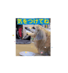 鬼カワダックスココちゃんと仲間たち動画1（個別スタンプ：6）