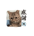 サバくんの日常3（個別スタンプ：8）