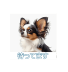 ペットの可愛いパピヨン（個別スタンプ：14）