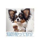 ペットの可愛いパピヨン（個別スタンプ：24）