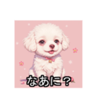 ペットのビションフリーゼ（個別スタンプ：10）