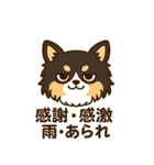 内弁慶チワワのご挨拶『ありがとう』（個別スタンプ：11）
