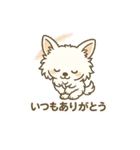 内弁慶チワワのご挨拶『ありがとう』（個別スタンプ：21）