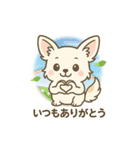 内弁慶チワワのご挨拶『ありがとう』（個別スタンプ：24）