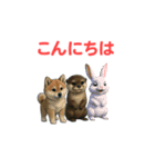 うごいて楽しい動物園「柴犬」（個別スタンプ：5）