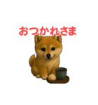 うごいて楽しい動物園「柴犬」（個別スタンプ：10）